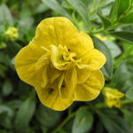 Calibrachoa hybrida 'CALITA Double Yellow' - 