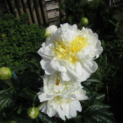 Paeonia lactiflora 'Bowl of Cream' - 