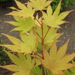 Acer shirasawanum 'Jordan' - 