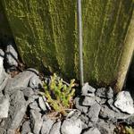 Selaginella sibirica - 