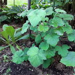 Pelargonium tomentosum - 