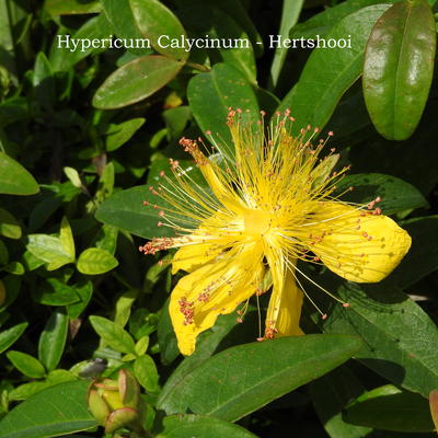 Hypericum calycinum - Millepertuis à grandes fleurs - Hypericum calycinum