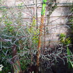 Salix purpurea 'Nana' - 