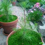 Pinus pinaster - See-Kiefer