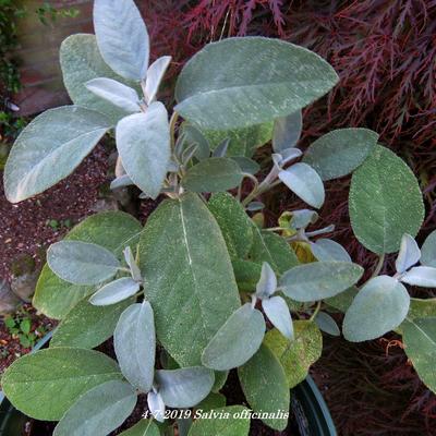 Salvia officinalis - Sauge officinale - Salvia officinalis