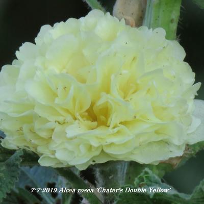 Alcea rosea 'Chater's Double Yellow' - Alcea rosea 'Chater's Double Yellow'