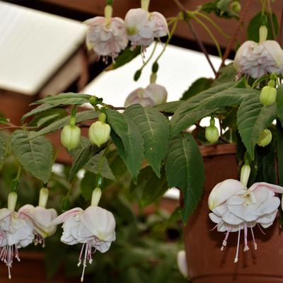 Fuchsia 'White Marshmallow' - 