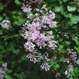 Syringa pubescens subsp. microphylla 'Superba'