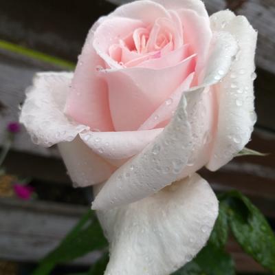 Rosa 'Prince Jardinier' - 