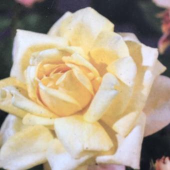 Rosa 'Golden Perfume'