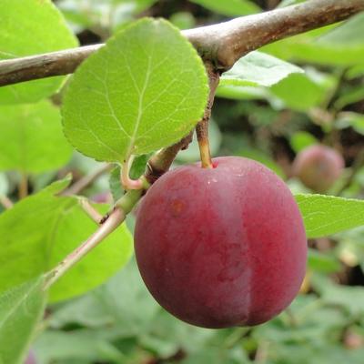 Prunus cerasifera - 