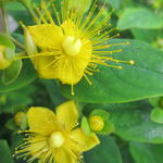 Hypericum 'MIRACLE Blossom' - 