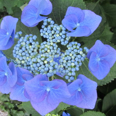 Hydrangea macrophylla 'Teller Blue' - Hydrangea macrophylla 'Teller Blue'