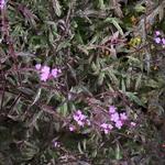 Verbena officinalis var. grandiflora 'Bampton - 
