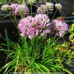 Allium senescens subsp. montanum 'Summer Beauty' - Allium senescens subsp. montanum 'Summer Beauty'