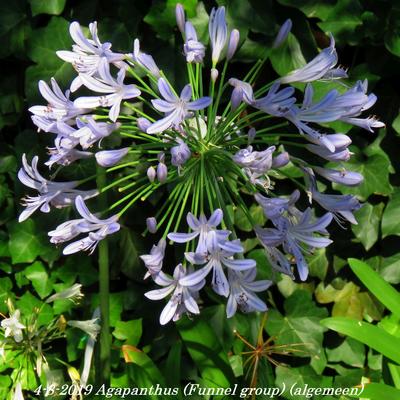 Agapanthus (Funnel group) - 