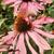 Echinacea purpurea 'Double Decker'