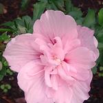 Hibiscus syriacus 'Pink CHIFFON' - 