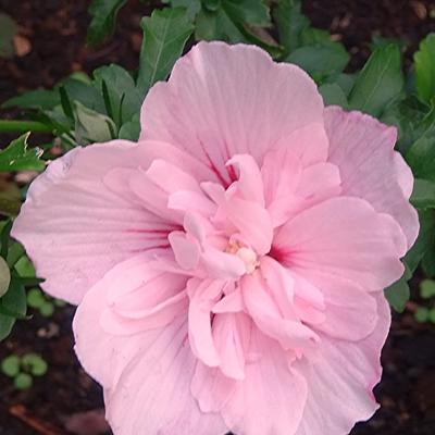 Hibiscus syriacus 'Pink CHIFFON'