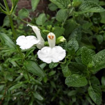 Salvia 'Walsingham White'