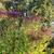 Vernonia crinita 'Mammuth'