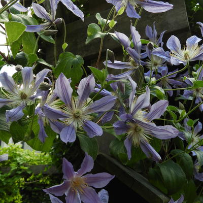 Clematis 'Blue River' - 