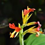 Canna brasiliensis - Essbares Blumenrohr