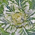 Brassica oleracea var. acephala (sierkool) - 