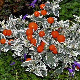 Solanum pseudocapsicum 'Variegata'