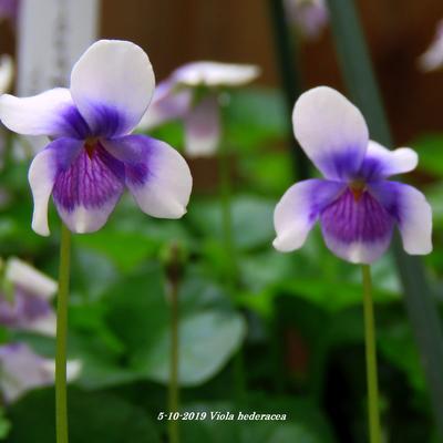 Viola hederacea - 