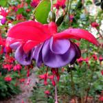 Fuchsia 'Lilac Lustre' - 