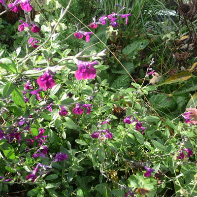 Salvia x jamensis 'Violette de Loire' - 