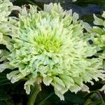 Chrysanthemum 'Osorno' - 