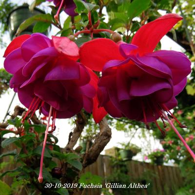 Fuchsia 'Gillian Althea' - 