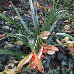 Iris foetidissima - Übelriechende Schwertlilie