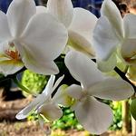 Phalaenopsis multiflora - 