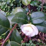 Camellia japonica 'Alba Simplex' - Camellia japonica 'Alba Simplex' - 