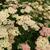 Achillea millefolium 'Lachsschönheit'