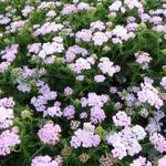 Achillea millefolium 'Wonderful Wampee' - Achillea millefolium 'Wonderful Wampee'