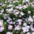Achillea millefolium 'Wonderful Wampee'