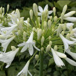 Agapanthus 'Headbourne hybrids' White - Agapanthus 'Headbourne hybrids' White - 