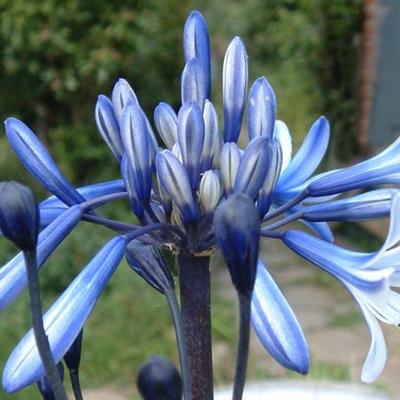 Agapanthus ‘African Queen’ - 