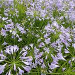 Agapanthus 'Dr Brouwer' - 