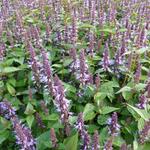 Agastache rugosa 'After Eight' - 
