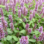 Agastache rugosa 'Beelicious Purple' - 