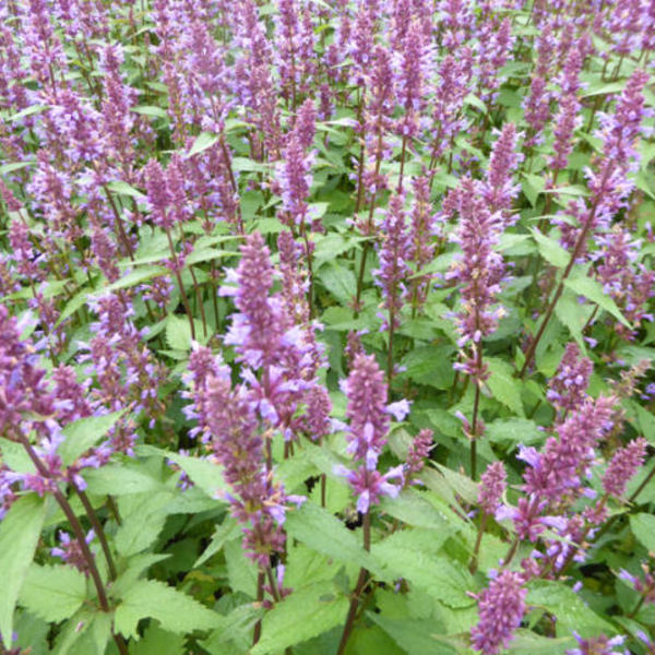 Agastache Purple Haze Stauden Pflanzen Kaufen Online Matelma Com