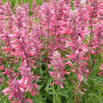 Agastache mexicana 'Red Fortune' - Agastache mexicana 'Red Fortune' - 