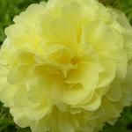 Alcea rosea 'Chater's Double Yellow' - 