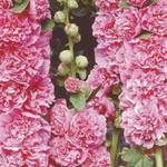 Alcea rosea 'Chater's Double Pink' - 