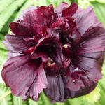 Alcea rosea 'Chater's Double Violet' - 
